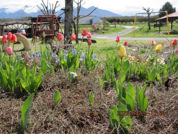 �`���[���b�v����🌷