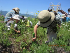 幼稚園のハーブ園と畑に、みんなでハーブの苗を植えました。大きくなあれ!これで、幼稚園がより一層ハーブの良い香りに包まれます♪