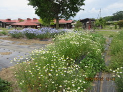 幼稚園の園庭や畑でも、ハーブが生き生きと育っています。ぜひ見にいらしてください。