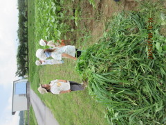 みんなでとった雑草が山盛り!畑のお手入れ、雑草取りは大事なお仕事です。